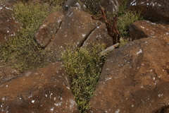 Alternanthera filifolia