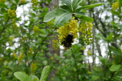 Criorhina ranunculi