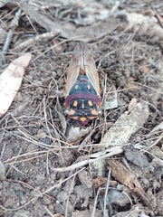 Macrotristria angularis