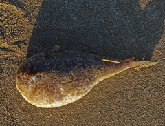 Arothron nigropunctatus