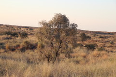 Vachellia haematoxylon