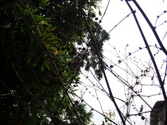 Dendrocalamus strictus