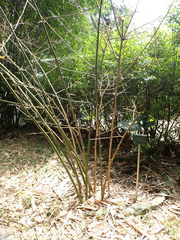 Dendrocalamus strictus