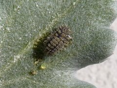 Afrocleta undulata