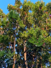 Harpephyllum caffrum