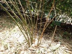 Dendrocalamus strictus