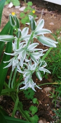 Ornithogalum
