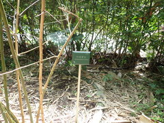 Dendrocalamus strictus