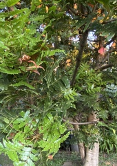 Harpephyllum caffrum