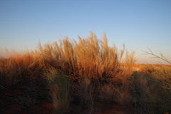 Calobota linearifolia