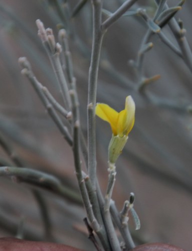 Image of Calobota linearifolia by (c) Tony Rebelo, some rights reserved (CC BY-SA)