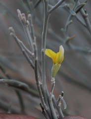 Calobota linearifolia