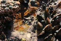 Scutellastra longicosta