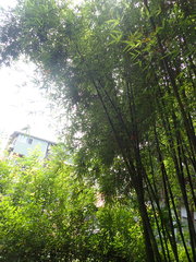Bambusa pachinensis