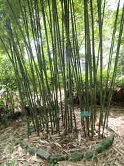 Bambusa pachinensis
