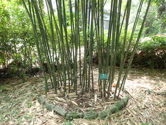 Bambusa pachinensis