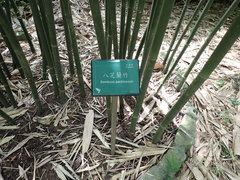 Bambusa pachinensis