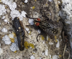 Sarcophaga variegata