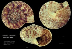 Allodiscus cassandra