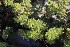 Oncosiphon sabulosus