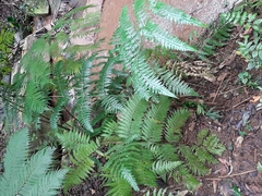 Deparia petersenii
