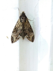 Psilogramma discistriga