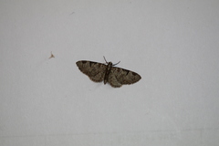 Eupithecia insigniata