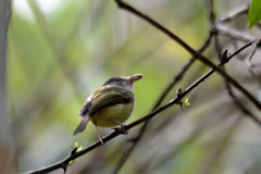 Oncostoma cinereigulare