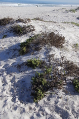 Oncosiphon sabulosus