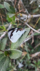 Lepidoptera