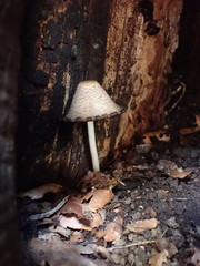 Coprinopsis mitrispora