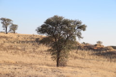Vachellia haematoxylon