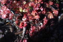 Drosera aliciae