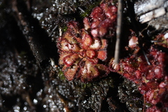 Drosera aliciae