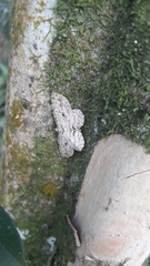 Lepidoptera