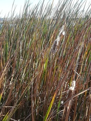 Typha capensis