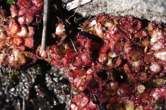 Drosera aliciae