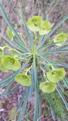 Euphorbia clava