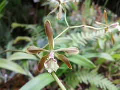 Encyclia candollei