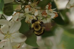 Bombus griseocollis