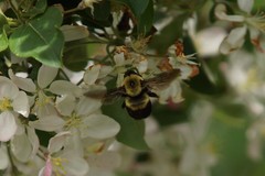 Bombus griseocollis