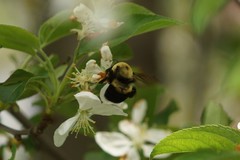 Bombus griseocollis