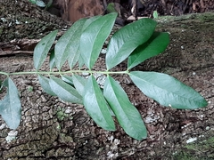 Harpephyllum caffrum