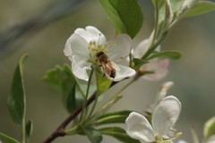 Apis mellifera