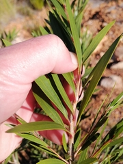 Melaleuca viminalis viminalis