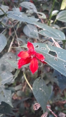 Magnoliopsida