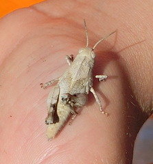 Oedipodini