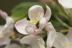 Andrena