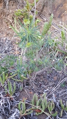 Euphorbia clava