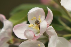 Andrena